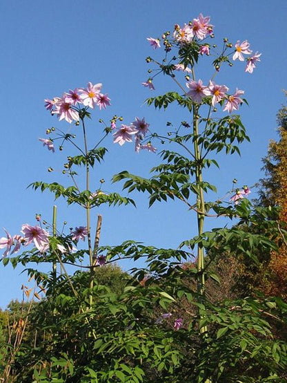Dahlia 'Imperialis' - Dahlie