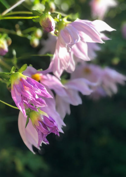 Dahlia 'Imperialis' - Dahlie