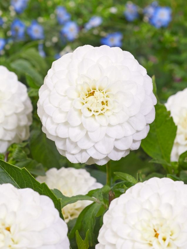 Dahlia 'Petra's wedding' - Dahlie