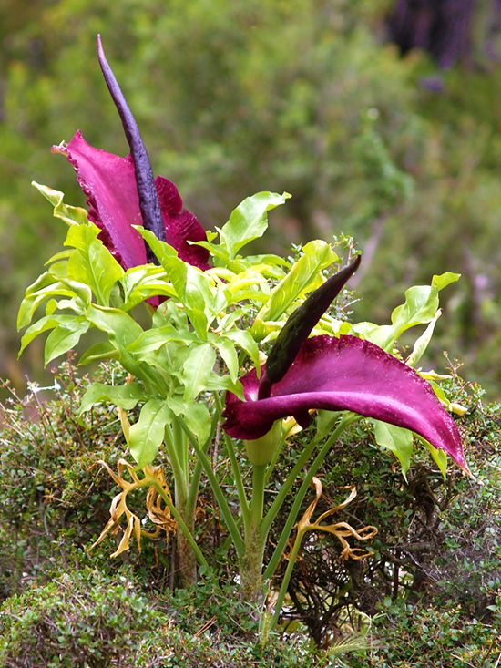 Sonstige Dracunculus vulgaris