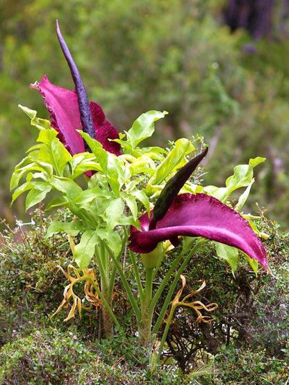Sonstige Dracunculus vulgaris