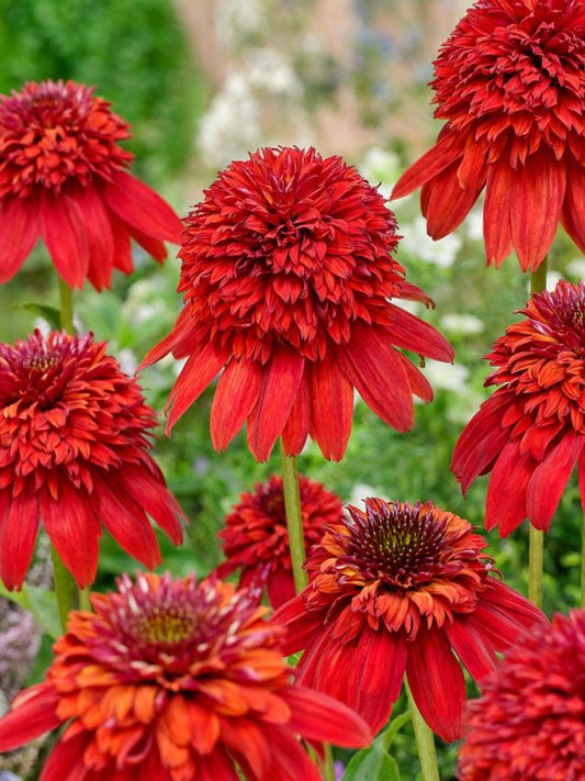 Sonnenhut Echinacea eccentric