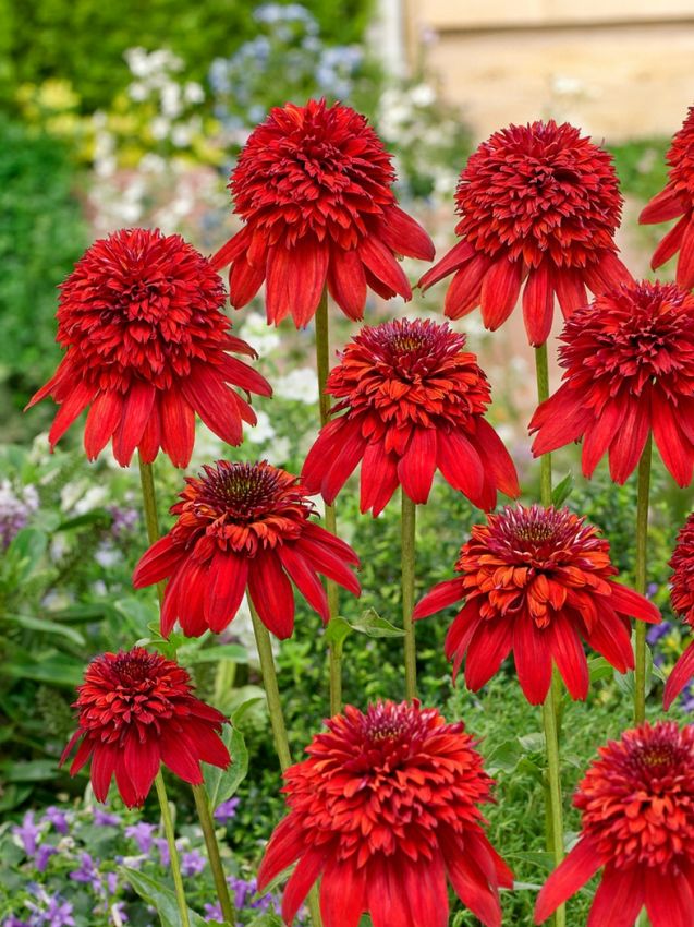 Echinacea 'Eccentric' - Sonnenhut
