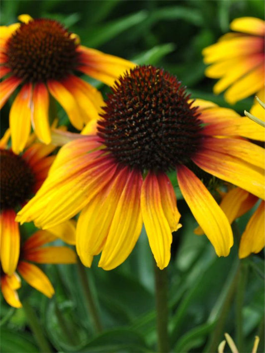 Sonnenhut Echinacea purpurea parrot