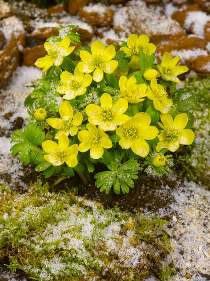 Winterling Eranthis cilicica