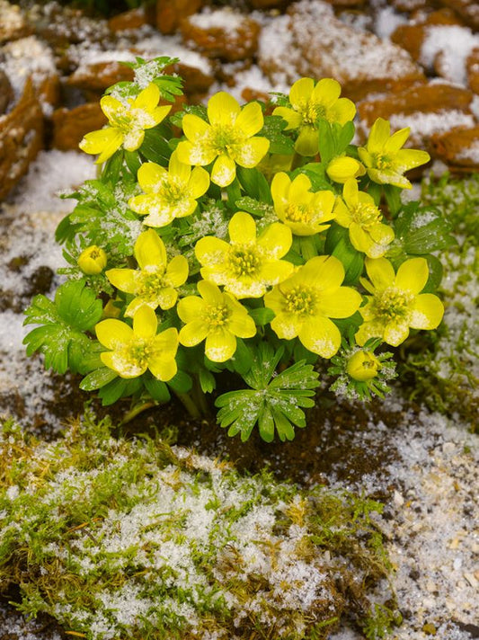 Winterling Eranthis cilicica