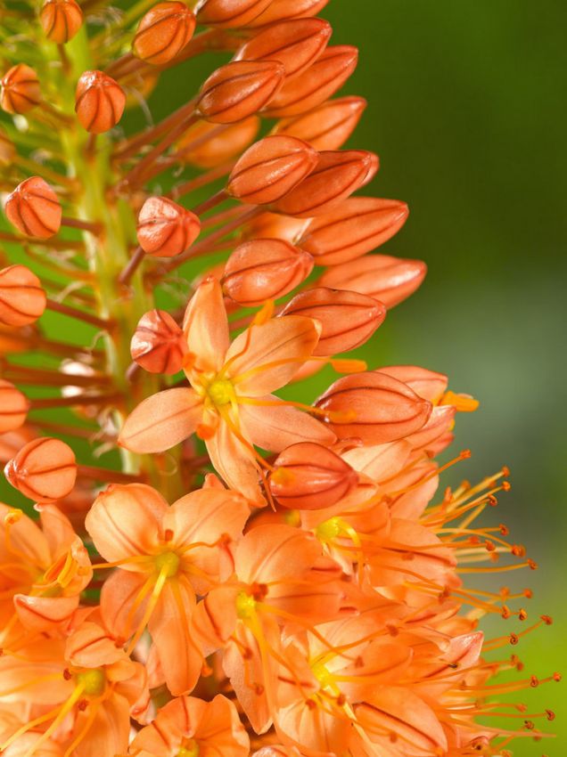 Steppenkerze Eremurus cleopatra
