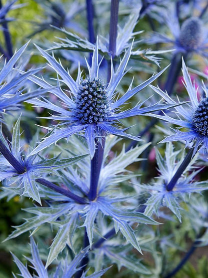 Stauden Eryngium alpinum