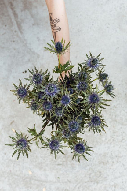 Eryngium Alpinum - Alpen-Mannstreu