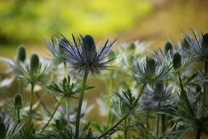 Eryngium Alpinum - Alpen-Mannstreu