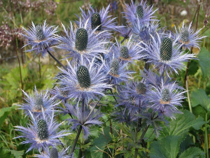 Eryngium Alpinum - Alpen-Mannstreu