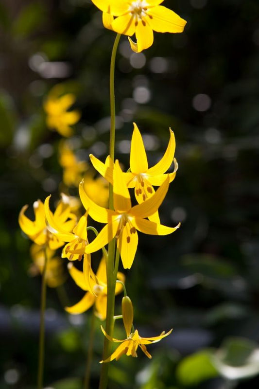 Zahnlilien Erythronium pagoda