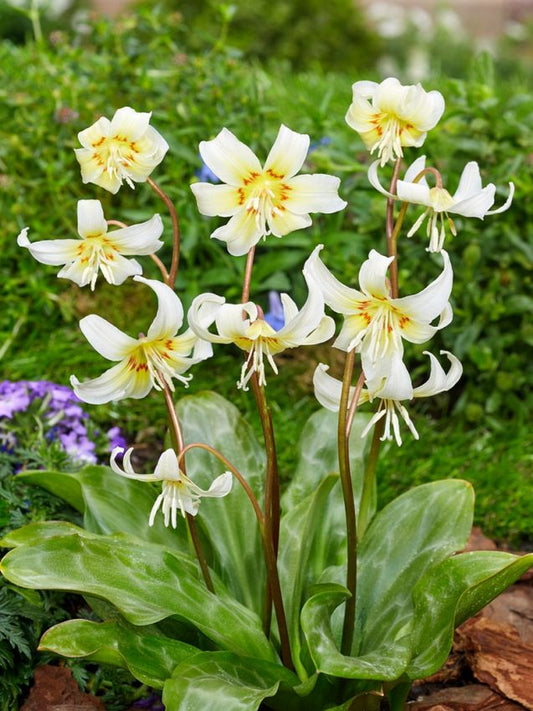 Zahnlilien Erythronium white beauty