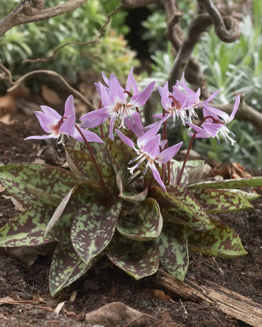 Zahnlilien Erythronium d.c. purple king