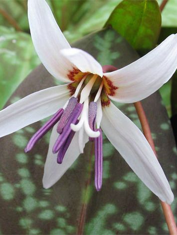 Zahnlilien Erythronium d.c. snowflake