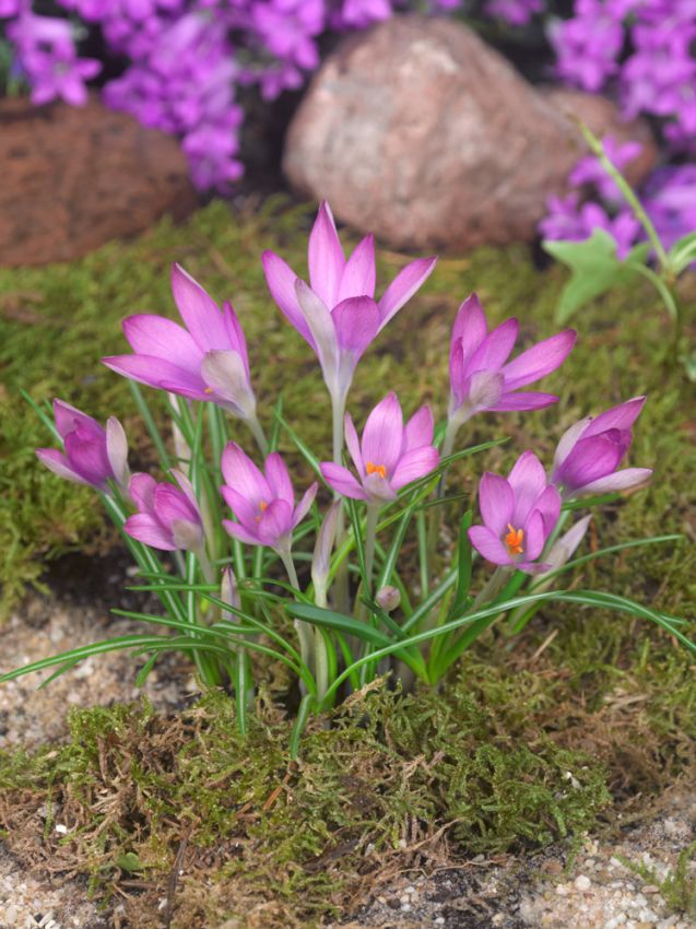 Krokus Tommasinianus