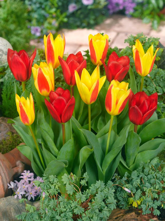 Tulpen Kaufmannia mischung