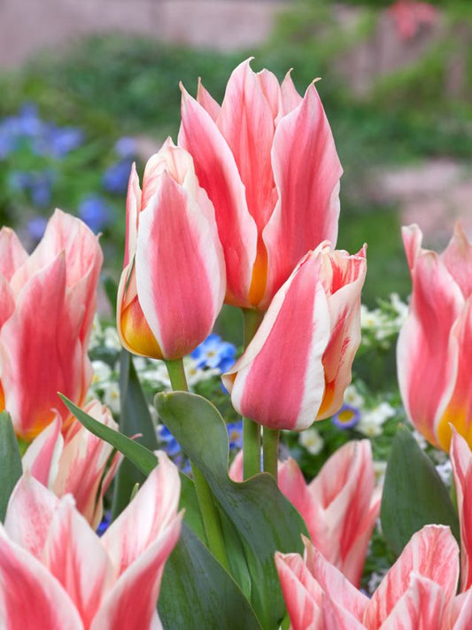 Tulpen Quebec