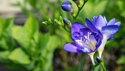 Freesie 'Doppelt Blau' - 25 Stück