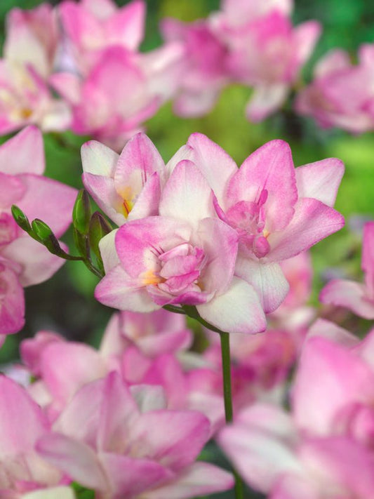 Freesien Freesia doppelt rosa