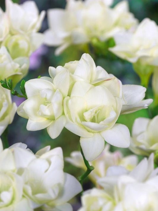 Freesien Freesia doppelt weiss