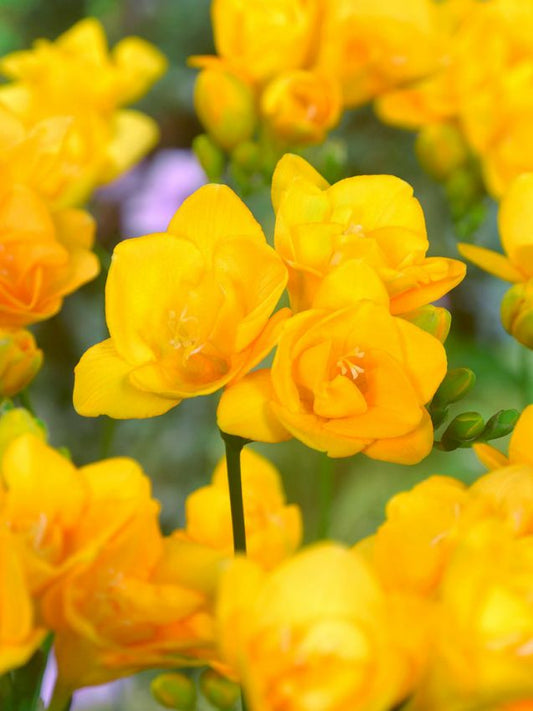 Freesien Freesia doppelt gelb