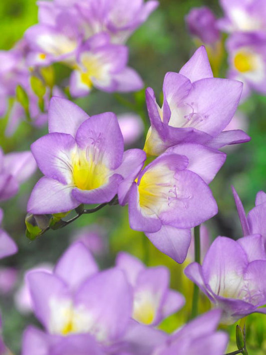 Freesien Freesia blue single