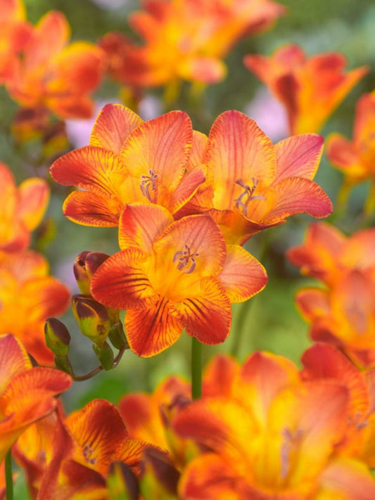 Freesien Freesia red single