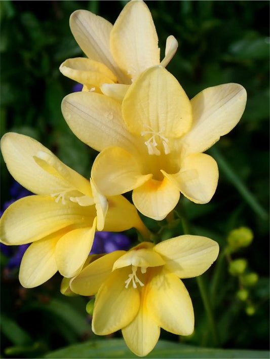 Freesien Freesia yellow single