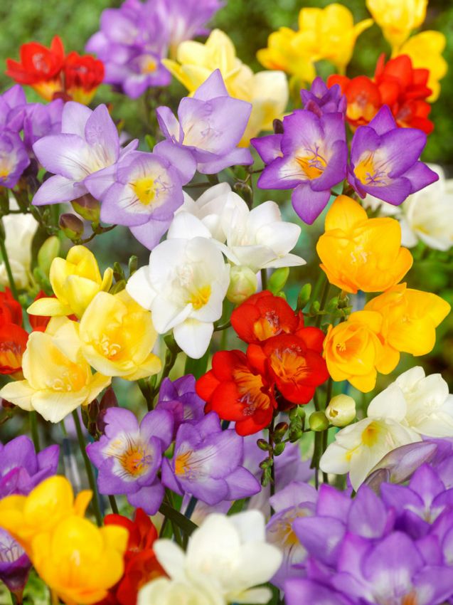 Freesien Freesia einfach mischung