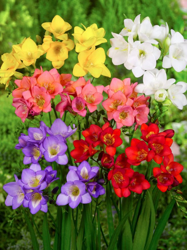 Freesia 'Einfach Mischung' - Freesie