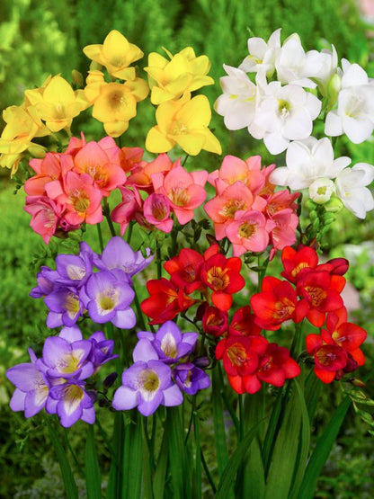 Freesia 'Einfach Mischung' - Freesie