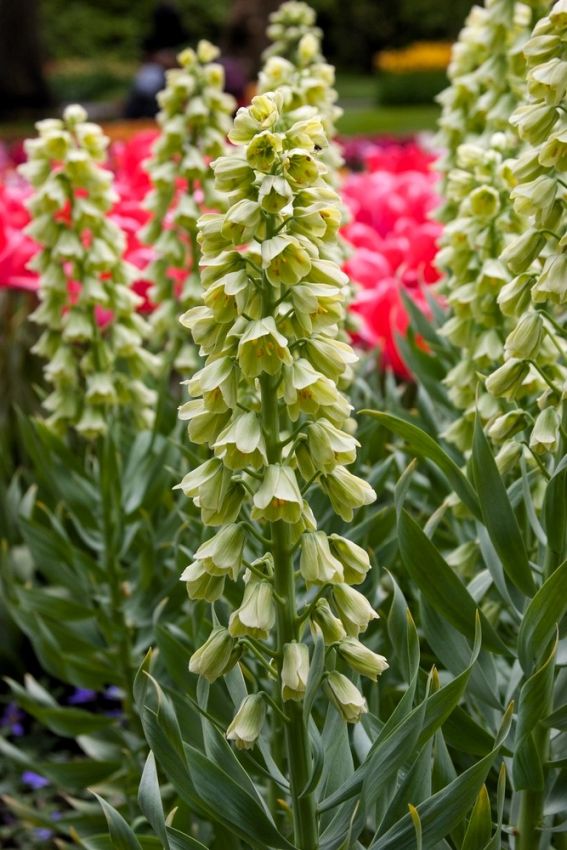 Fritillaria 'Ivory Bells Persica' - 2 Stück