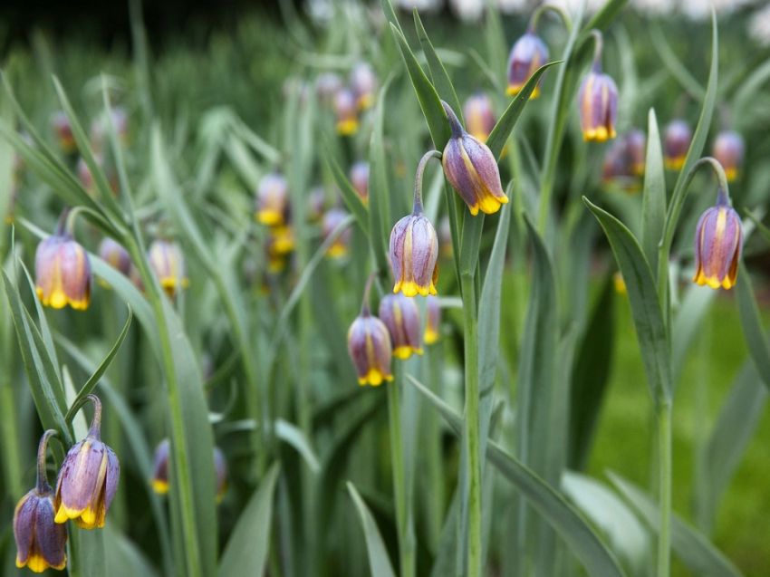 Fritillaria 'Uva Vulpis' - 100 Stück