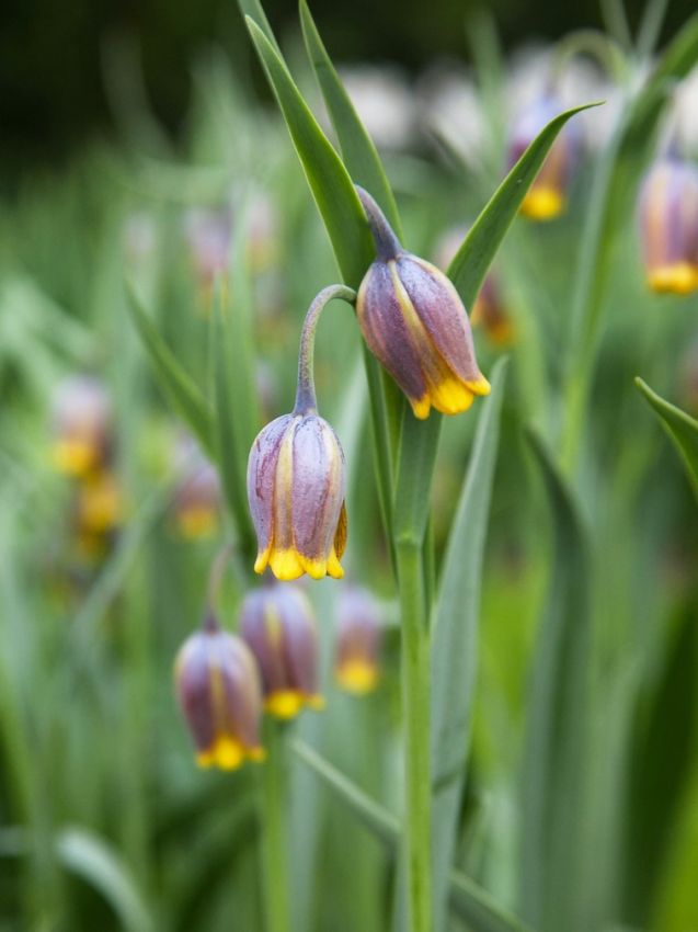 Fritillaria 'Uva Vulpis' - 100 Stück