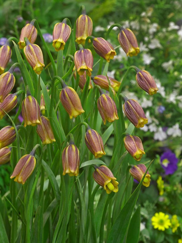 Fritillaria Fritillaria uva vulpis