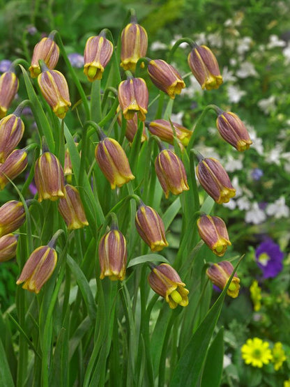 Fritillaria Fritillaria uva vulpis