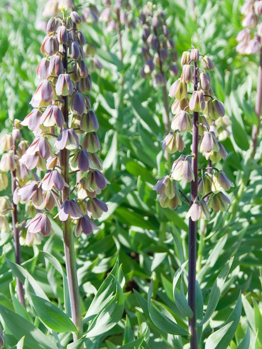 Fritillaria Fritillaria green dreams persica