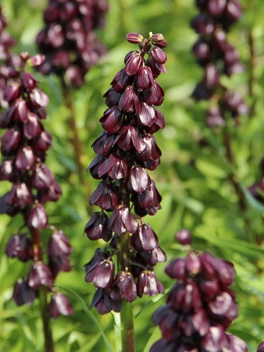Sonstige Fritillaria purple dynamite persica