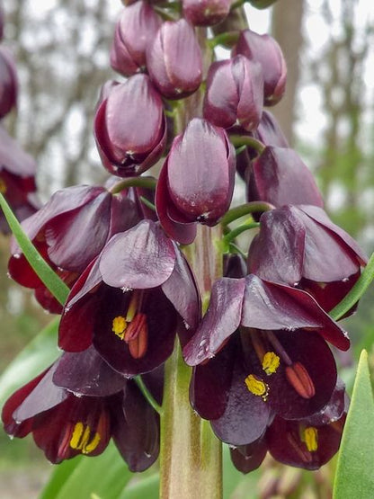 Fritillaria 'Purple dynamite persica'