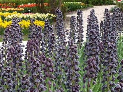 Fritillaria 'Purple dynamite persica'