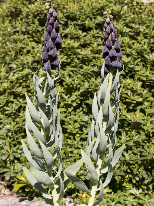 Fritillaria Fritillaria twin towers tribute