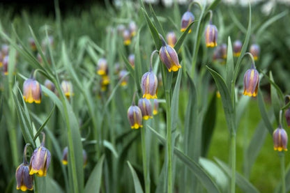 Fritillaria 'Uva Vulpis' - 100 Stück