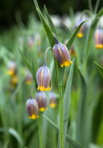 Fritillaria 'Uva Vulpis' - 100 Stück