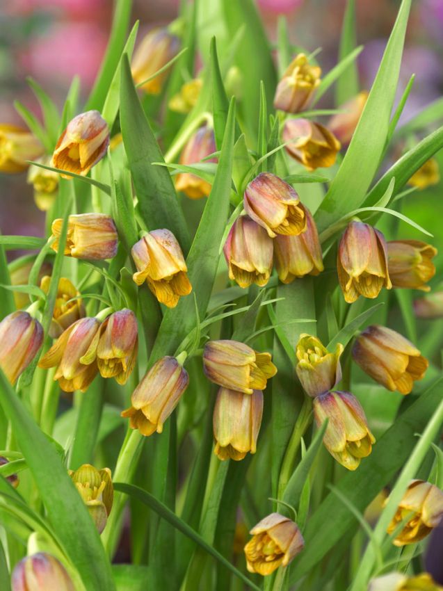 Fritillaria 'Uva Vulpis' - 100 Stück