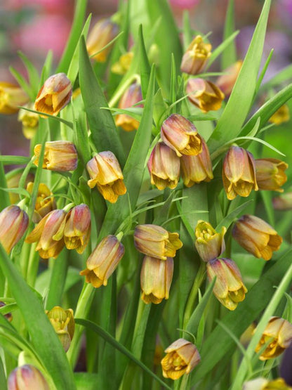 Fritillaria 'Uva Vulpis' - 100 Stück