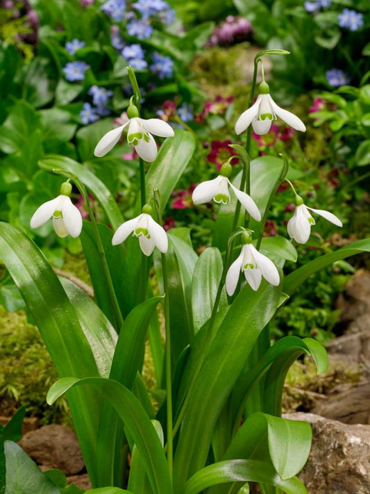 Schneeglöckchen Galanthus woronowii