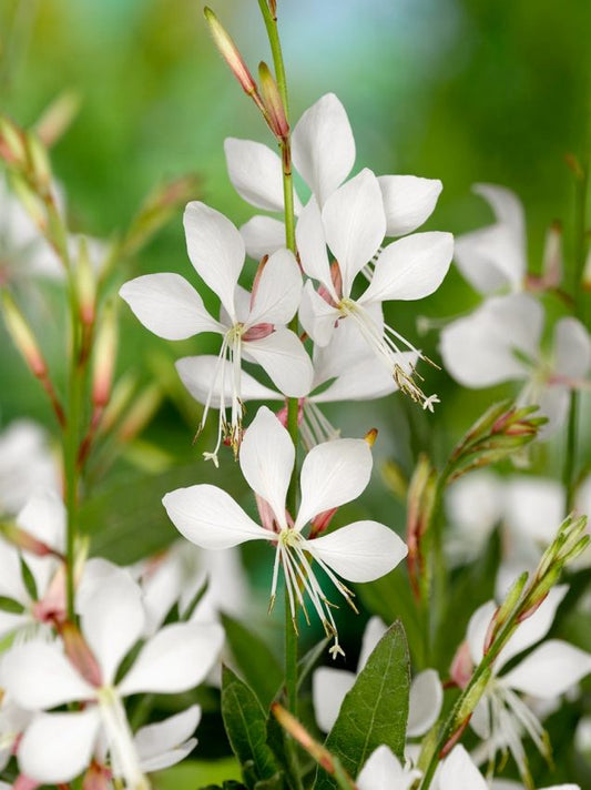 Stauden Gaura weiss lindheimeri