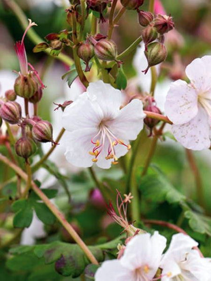 Storchschnabel Geranium macrorrhizum album