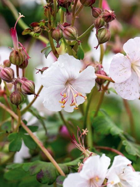 Storchschnabel Geranium macrorrhizum album